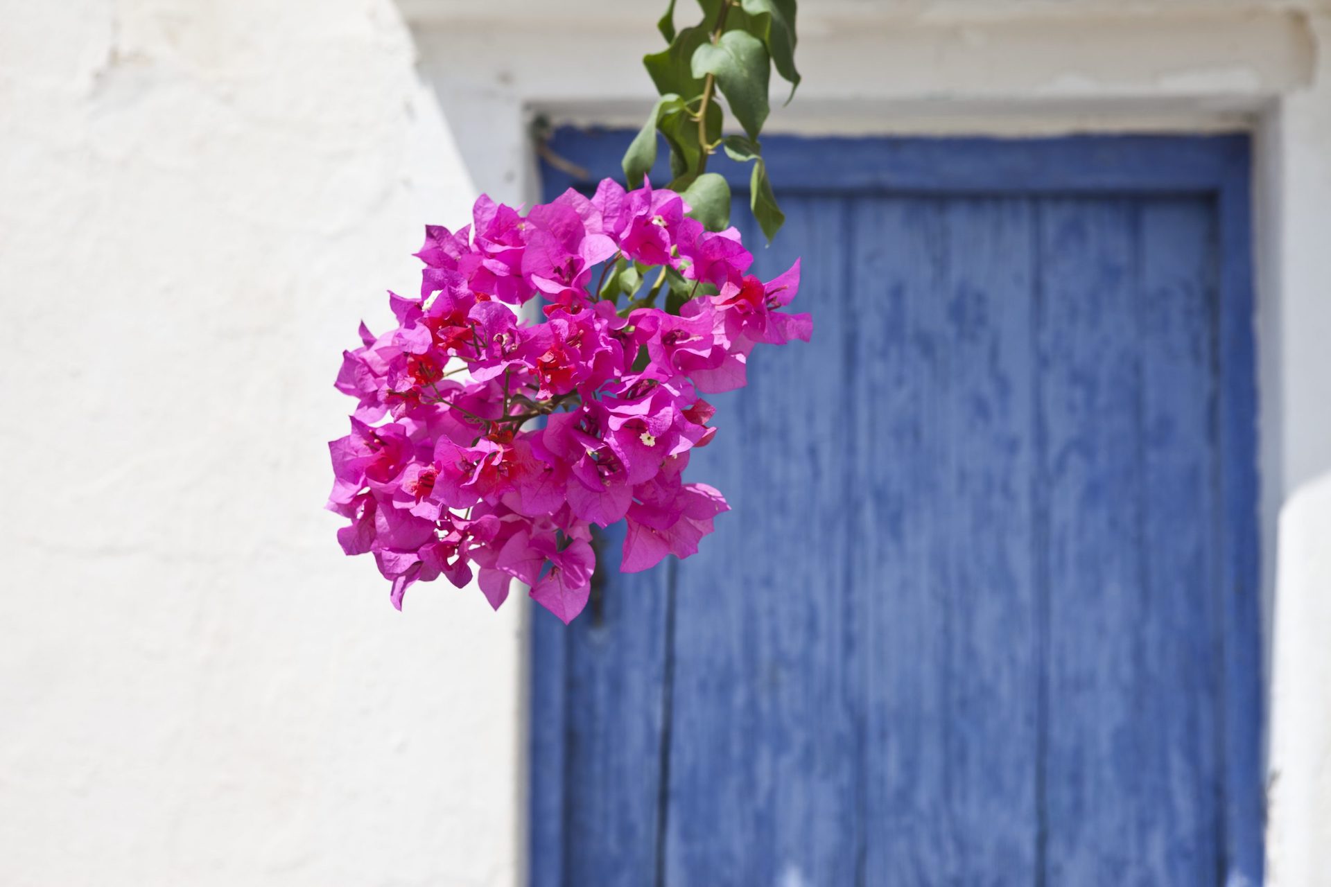 Bougainvillea hanging over a blue door of a white house. A beautiful antithesis of colours.